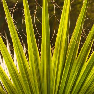 Name: California Fan Palm
Latin: Washingtonia filifera
Origin: South America
Plant height: 100 - 300 cm
Reproduction:  #Seeds  
Difficulty level:  #Medium  
Tags:  #SouthAmerica   #Washingtoniafilifera  

