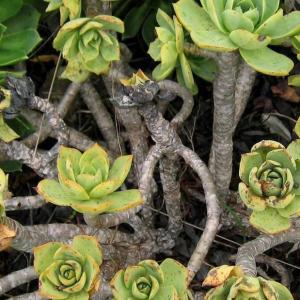 名称:  #兰萨  
别名：刃之舞 
英文名：Aeonium lancerottense 
科:  #景天科  
属:  #莲花掌属  
种植难度:  #容易  
生长季:  #冬型种  
市场价格:  #高档  
介绍: 兰萨/刃之舞拉丁名Aeonium Lanzerottense,意为of or from Lanzarote, Canary Islands(也就是我的现居地)，是Aeonium中十分有特色的品种，其鲜艳的肉色和其刀刃般锋利的叶片形成了鲜明的对比，并且花开时的盛状十分有观赏性，知道收藏。(本人现藏一棵)  
