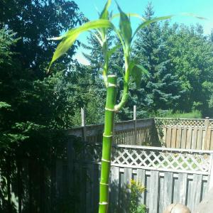 DUANG!我新添加了一棵“富贵竹”到我的“花园”，这是它的第一篇成长志,还请花友们多多关照噢！