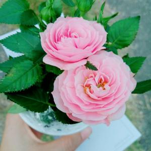 我新添加了一棵“粉玫瑰”到我的“花园”