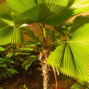Name: Ruffled Fan Palm
Latin: Licuala grandis
Origin: Asia
Plant height: 100 - 150 cm
Reproduction:  #Seeds  
Difficulty level:  #Medium  
Tags:  #Asia   #Licualagrandis  

