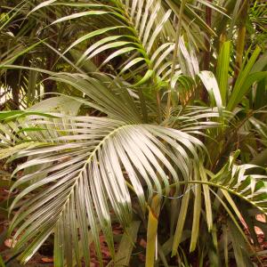 Betel palm