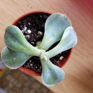 Echveria ? Saw her in Cvs - no sun, had brown spots all over. One of my first plants. Less brown spots and much greener.