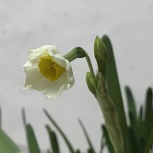 三月的第1天，晚上10点，第一朵小花盛开了，白色的花瓣，黄色的花蕊，低调不张扬，可我忘了闻花香了。我把盆里的水全倒了，期待明天会有更多的花苞～