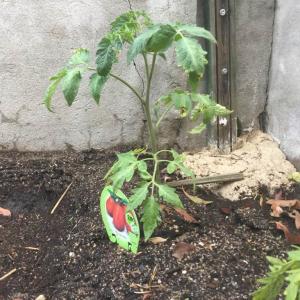 I Nuevo agregado un Tomate Pera (1.1) en mi jardín