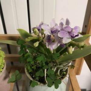 我新添加了一棵“蝴蝶兰 紫罗兰”到我的“花园”