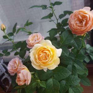 我新添加了一棵“香水玫瑰”到我的“花园”