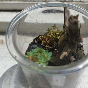 so the mini pot broke and my aunt really wanted a teapot terrarium o.o this is the end result