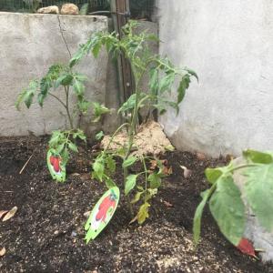 I Nuevo agregado un Tomate Pera (1.2) en mi jardín