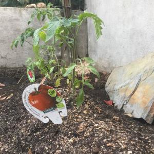 I Nuevo agregado un Tomate Tres Cantos (1.3) en mi jardín