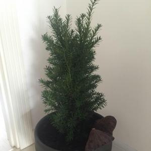 DUANG!我新添加了一棵“红豆杉”到我的“花园”，这是它的第一篇成长志,还请花友们多多关照噢！