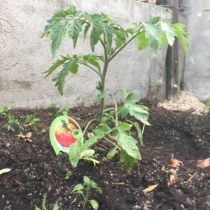 I Nuevo agregado un Tomate Ensalada (2.1) en mi jardín