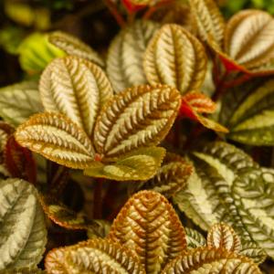 Name: Norfolk friendship plant
Latin: Pilea spruceana
Origin: Asia
Plant height: 30 - 40 cm
Reproduction:  #Stems  
Difficulty level:  #Medium  
Tags:  #Asia   #Pileaspruceana  

