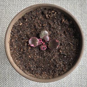Saxifraga stolonifera tricolor