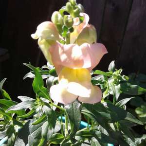 My snapdragons JUST (planted by seed) bloomed but worth the wait! absolutely gorgeous!