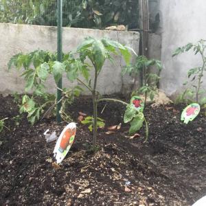 I Nuevo agregado un Tomate Tres Cantos (2.3) en mi jardín