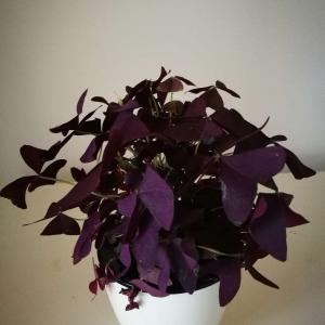 我新添加了一棵“紫叶榨浆草”到我的“花园”