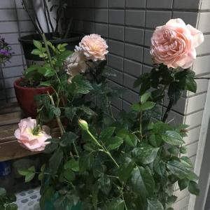我新添加了一棵“大玫瑰”到我的“花园”