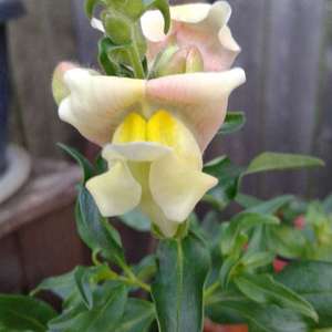 My snapdragons JUST (planted by seed) bloomed but worth the wait! absolutely gorgeous!