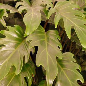 Lacy tree Philodendron