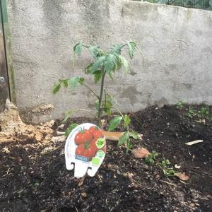 I Nuevo agregado un Tomate Raf (3.1) en mi jardín