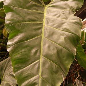 Name: Philodendron maximum
Latin: Philodendron maximum
Origin: South America
Plant height: 50 - 150 cm
Reproduction:  #Stems  
Difficulty level:  #Medium  
Tags:  #SouthAmerica   #Philodendronmaximum  

