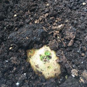 我新添加了一棵“馬鈴薯🥔”到我的“花園”。