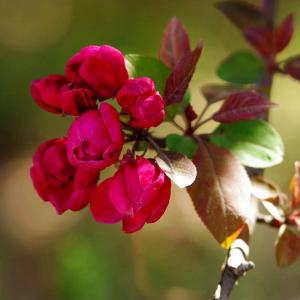 名称： #凯尔斯海棠  
            英文名称：Malus 'Kelsey' 
别名：凯尔斯海棠、凯尔斯海棠
科：#蔷薇科(苹果亚科) 
属： #苹果属  
新叶红色，老叶绿色。花深粉红色，开花繁密而艳丽，果亮红色，鲜艳夺目，累累的硕果点缀在叶丛之中。春天，在艳媚烂漫的花海中，尽管它的花朵较小，但花团锦簇，重葩叠萼，一树千花，令人陶醉。春华秋实， 是一种既可以观花又可以观果的海棠。