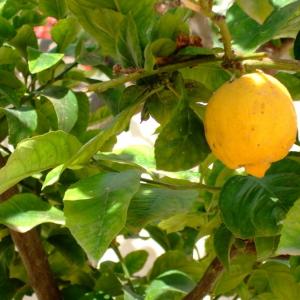 名称： #柠檬  
            英文名称：Citrus limon 
别名：柠檬、洋柠檬、西柠檬
科： #芸香科  
属： #柑橘属  
其枝少刺或近于无刺，嫩叶和花芽暗紫红色，翼叶宽或狭或仅具痕迹，叶片卵形或椭圆形。果皮厚且通常粗糙，成熟时黄色但难剥离，富含柠檬香气的油点，可提取精油。它的果实一般不生食，而是加工成饮料或食品。