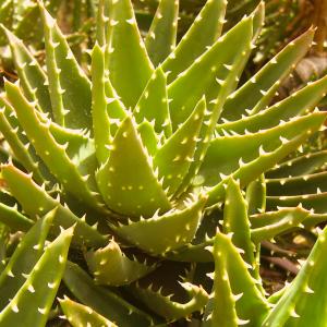 Name: Haworthia Papillosa
Latin: Haworthia papillosa
Origin: Africa
Plant height: 15 - 20 cm
Reproduction:  #Spores  
Difficulty level:  #Easy  
Tags:  #Africa   #Haworthiapapillosa  

