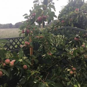 bramley apple tree - 酸苹果树