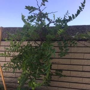 DUANG!我新添加了一棵“紅棗”到我的“花園”，這是它的第一篇成長志,還請花友們多多關照噢！