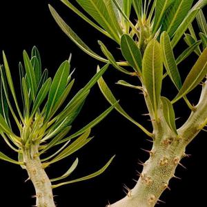 名称:  #象牙宫  
英文名：Pachypodium rosulatum var. gracilius 
科:  #夾竹桃科  
属:  #棒棰树属  
种植难度:  #容易  
生长季:  #夏型种  
