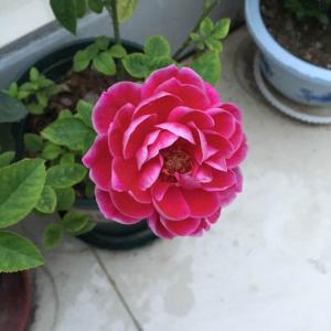 我新添加了一棵“玛丽玫瑰”到我的“花园”