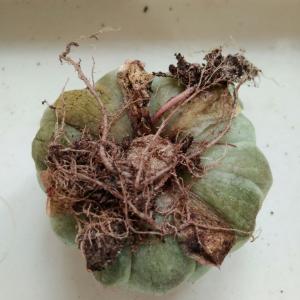 修根，多数根脱落，做土堆以便触到根茎，铺面石以减少突出的叶片感染杂菌