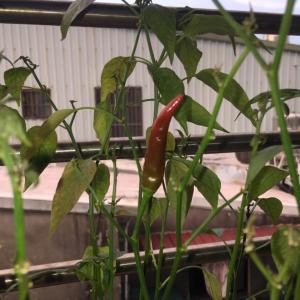 我新添加了一棵“辣椒-朝天椒”到我的“花園”。