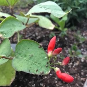 我新添加了一棵“红花扁豆”到我的“花园”