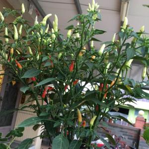 我新添加了一棵“泰國小辣椒”到我的“花園”。