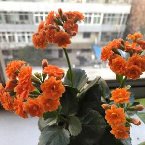 我新添加了一棵“长寿花（橙色）”到我的“花园”