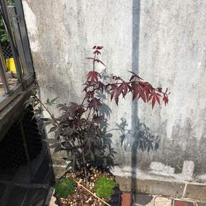 灌木。日本红枫血红