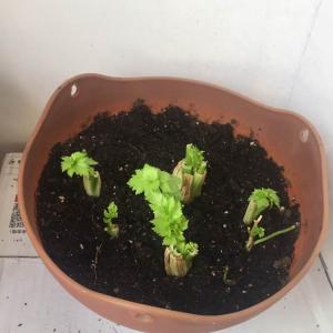 我新添加了一棵“芹菜”到我的“花园”