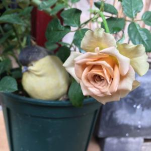 我新添加了一棵“沙漠玫瑰”到我的“花园”
