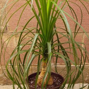 Name: Nolina palm
Latin: Nolina recurvata
Origin: South America
Plant height: 30 - 200 cm
Reproduction:  #Seeds  
Difficulty level:  #Easy  
Tags:  #SouthAmerica   #Nolinarecurvata  

