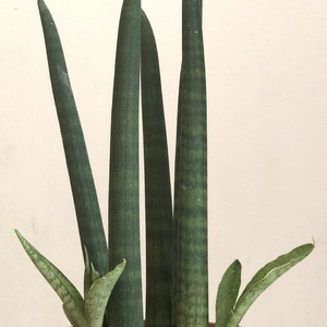 Sansevieria Cylindrica (African Spear)