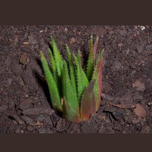 名称:  #星紫  
英文名：Haworthia chlorocantha var. chlorocantha 
科:  #百合科  
属:  #十二卷属  
种植难度:  #容易  
生长季:  #冬型种  
