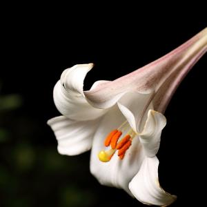 名称： #百合  
            英文名称：Lilium brownii var. viridulum 
别名：百合、强蜀、番韭、山丹、倒仙、重迈
科： #百合科  
属： #百合属  
那白色的鳞茎为球形；叶片倒披针形至倒卵形；乳白色的喇叭形花朵外面稍带紫色。相比市面上纷繁的杂交品种，它则清新得犹如出尘脱俗的仙女。其鲜花所含芳香油可作香料；鳞茎具有丰富的淀粉和营养，是一种名贵食品也可入药。