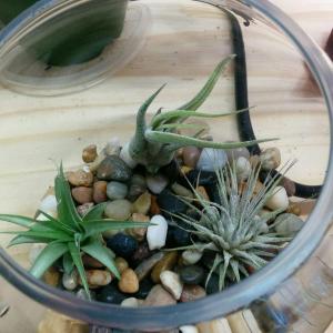 new home for air plants