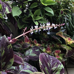 I usually pinch of Coleus flowers but seemed to have missed this one. Pretty too.