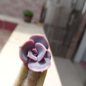 我新添加了一棵“紫珍珠/红心莲”到我的“花园”