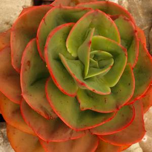 Name: Mexican Giant
Latin: Echeveria colorata
Origin: Central America
Plant height: 1 - 10 cm
Reproduction:  #Layering  
Difficulty level:  #Easy  
Tags:  #CentralAmerica   #Echeveriacolorata  

